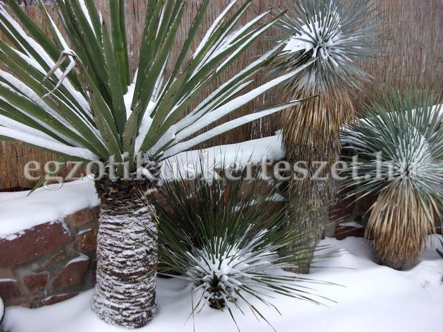 a yucca faxoniana rostrata dasylirion leiophyllum